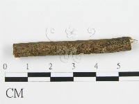 盤革菌屬藏品圖，第6張