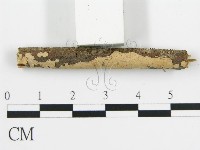 盤革菌屬藏品圖，第7張