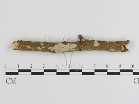 刺皮菌屬藏品圖，第1張