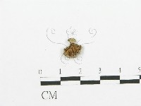 裂褶菌藏品圖，第1張