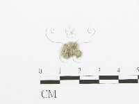 裂褶菌藏品圖，第3張