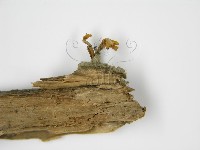 登錄號:F0010260藏品圖，第4張