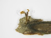 登錄號:F0010260藏品圖，第5張