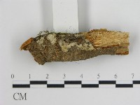 登錄號:F0010261藏品圖，第1張