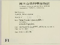 小菇屬藏品圖，第2張