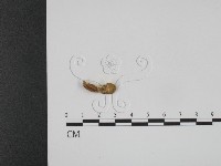 登錄號:F0010264藏品圖，第1張