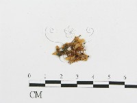 登錄號:F0010265藏品圖，第3張