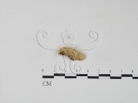 栓菌屬藏品圖，第1張