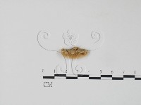 栓菌屬藏品圖，第3張