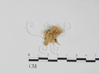 栓菌屬藏品圖，第1張