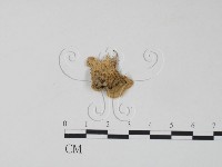 栓菌屬藏品圖，第3張