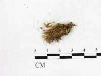 登錄號:F0010270藏品圖，第1張