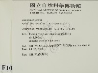 雲芝藏品圖，第2張