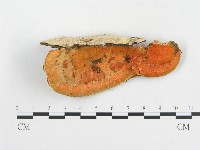 血紅密孔菌藏品圖，第1張