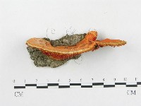 血紅密孔菌藏品圖，第3張