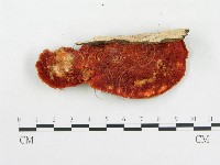 血紅密孔菌藏品圖，第4張