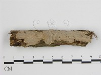 登錄號:F0010274藏品圖，第1張