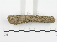 木層孔菌屬藏品圖，第3張
