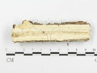 木層孔菌屬藏品圖，第4張