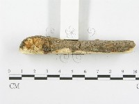 木層孔菌屬藏品圖，第5張