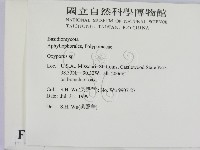 銳孔菌屬藏品圖，第2張