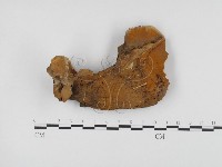 登錄號:F0010279藏品圖，第1張