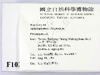 多年臥孔菌屬藏品圖，第2張