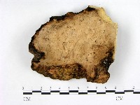 多年臥孔菌屬藏品圖，第3張