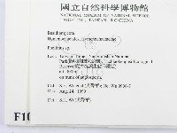 木層孔菌屬藏品圖，第2張