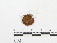 木層孔菌屬藏品圖，第3張