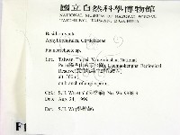 顯絲菌屬藏品圖，第2張