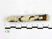 顯絲菌屬藏品圖，第1張