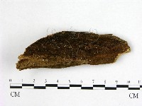 登錄號:F0010286藏品圖，第1張