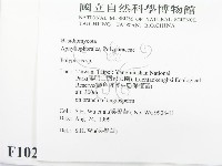 多孔菌屬藏品圖，第2張