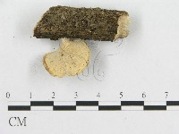 多孔菌屬藏品圖，第3張