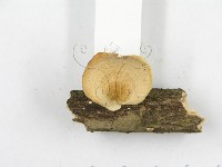 多孔菌屬藏品圖，第4張