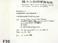 毛木耳藏品圖，第2張