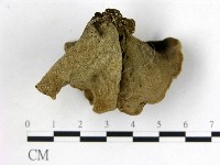 毛木耳藏品圖，第3張