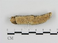 登錄號:F0010313藏品圖，第1張