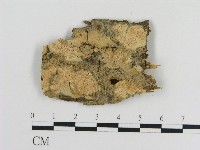 登錄號:F0010337藏品圖，第1張