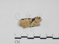 登錄號:F0010341藏品圖，第1張