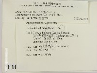 登錄號:F0010362藏品圖，第2張