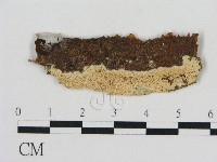 登錄號:F0010366藏品圖，第1張