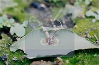 登錄號:F0010368藏品圖，第5張