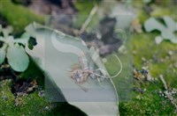 登錄號:F0010368藏品圖，第6張