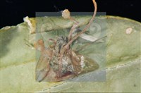 登錄號:F0010368藏品圖，第9張