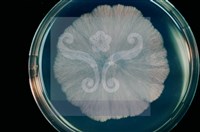 登錄號:F0010368藏品圖，第10張