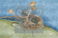 登錄號:F0010368藏品圖，第11張