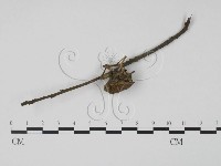 登錄號:F0010369藏品圖，第1張