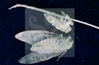 登錄號:F0010369藏品圖，第5張